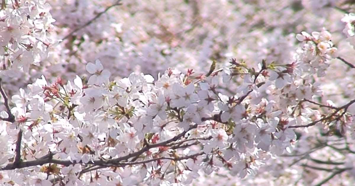 ぼっち花見・インドア派。そんな貴方に桜動画をプレゼント(春缶ビール情報つき)
