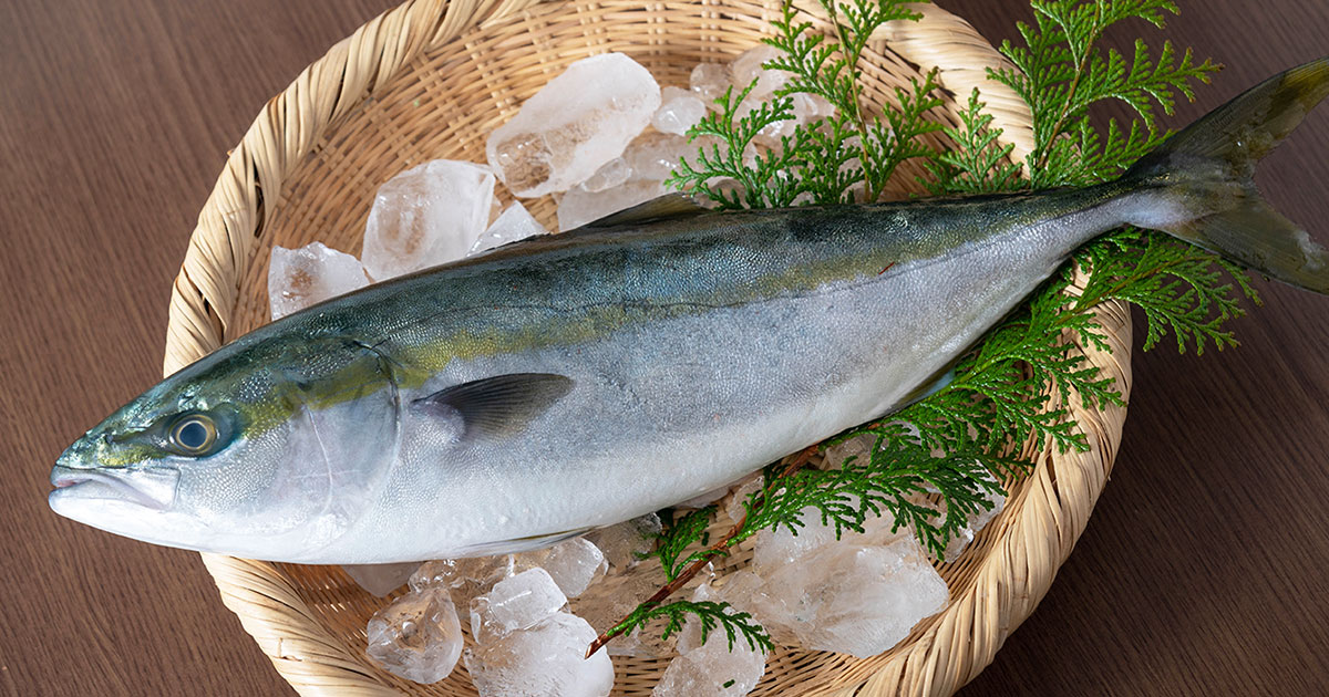 冬に旬を迎える「ブリ」の栄養は？ カロリーや料理別の健康効果について、管理栄養士が解説！ | イエノミスタイル 家飲みを楽しむ人の情報サイト