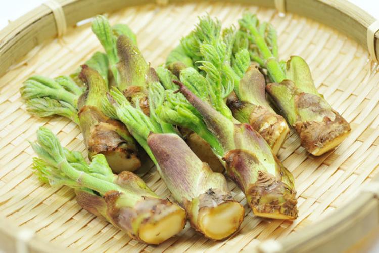 春の山菜は栄養たっぷり 管理栄養士おすすめの調理法とは イエノミスタイル 家飲みを楽しむ人の情報サイト