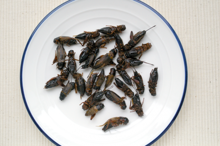 昆虫食はおつまみになるか 噂のスーパーフード 昆虫 で飲む イエノミスタイル 家飲みを楽しむ人の情報サイト